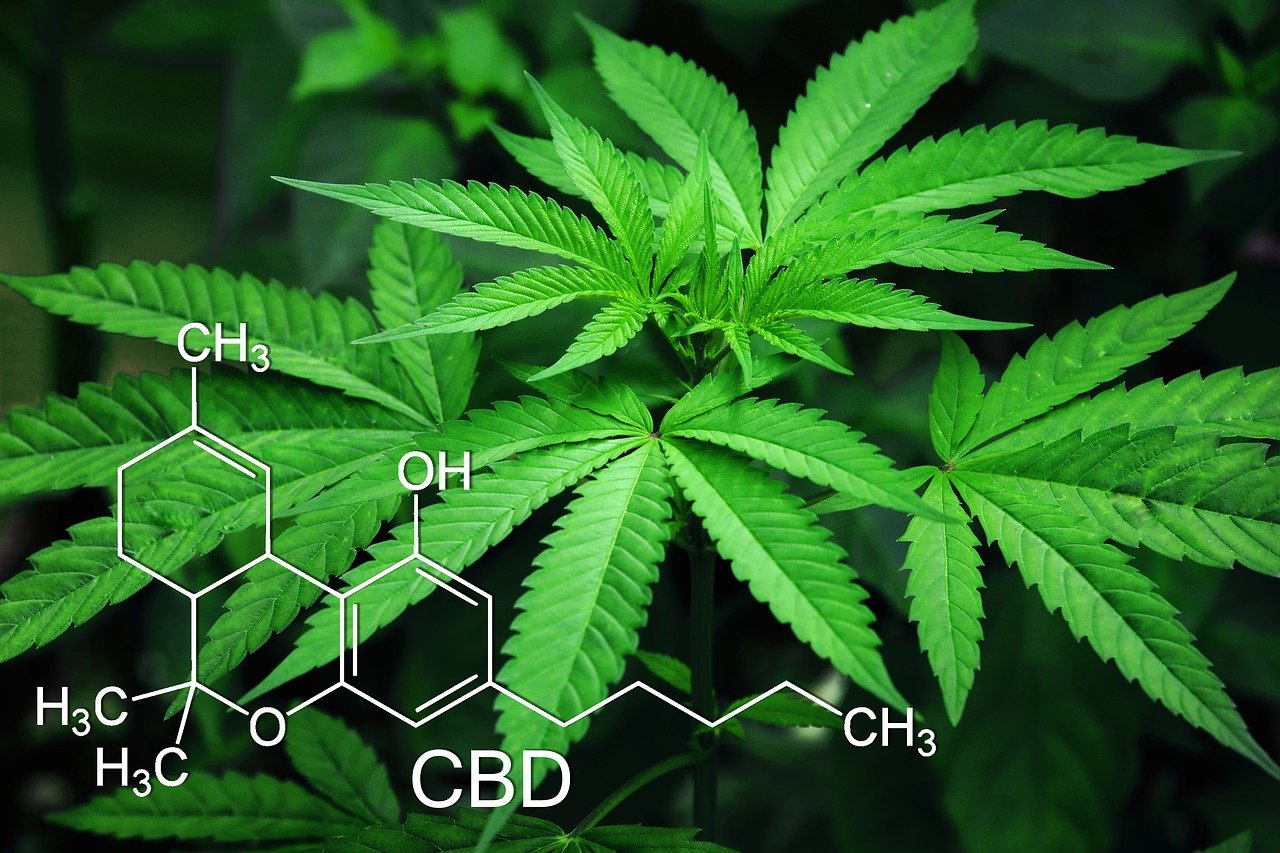 cannabis legale